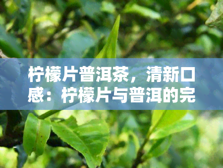 柠檬片普洱茶，清新口感：柠檬片与普洱的完美结合