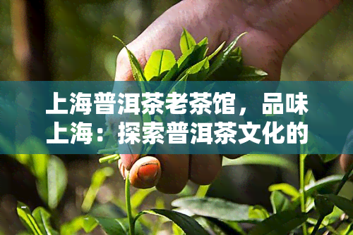 上海普洱茶老茶馆，品味上海：探索普洱茶文化的古老茶馆