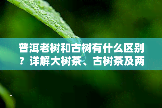 普洱老树和古树有什么区别？详解大树茶、古树茶及两者功效差别