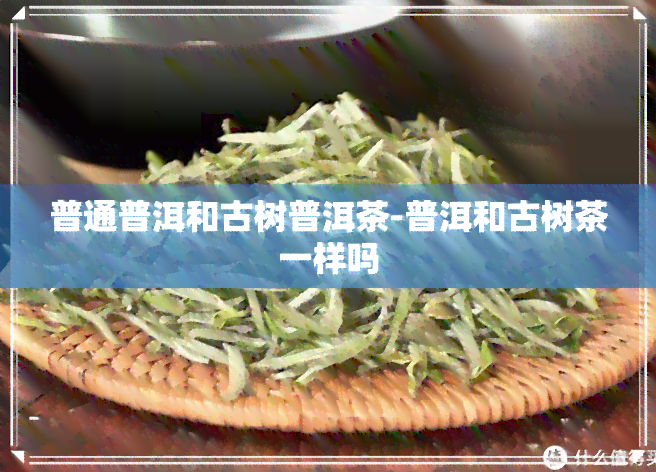 普通普洱和古树普洱茶-普洱和古树茶一样吗