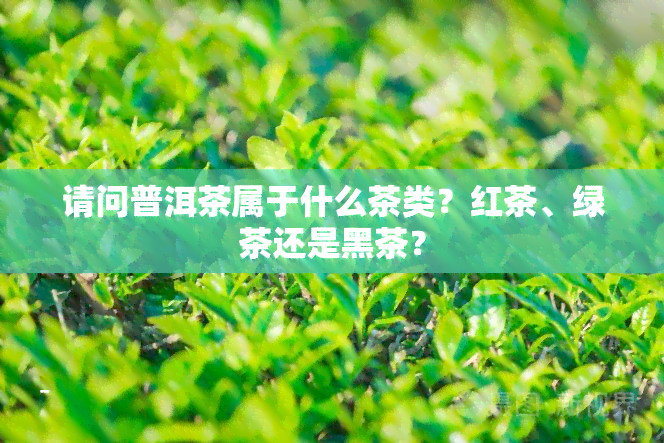 请问普洱茶属于什么茶类？红茶、绿茶还是黑茶？