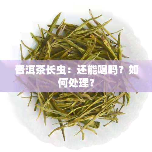 普洱茶长虫：还能喝吗？如何处理？