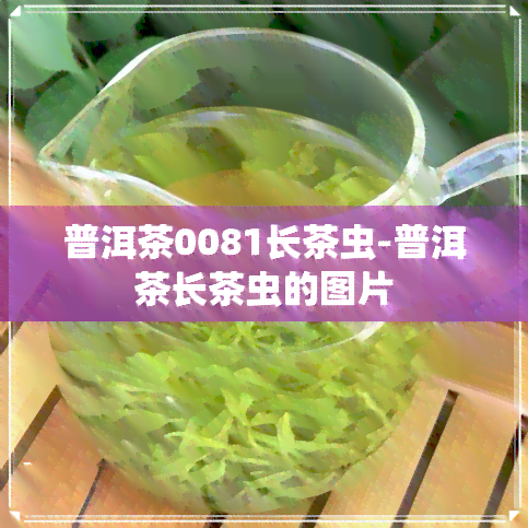 普洱茶0081长茶虫-普洱茶长茶虫的图片