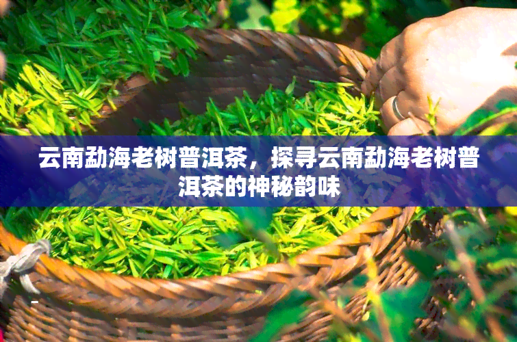 云南勐海老树普洱茶，探寻云南勐海老树普洱茶的神秘韵味