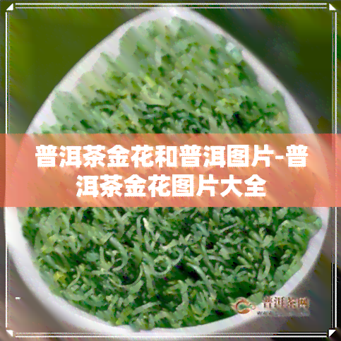 普洱茶金花和普洱图片-普洱茶金花图片大全