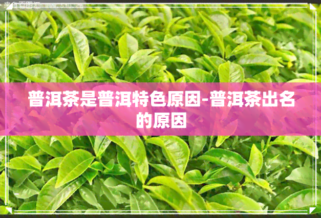 普洱茶是普洱特色原因-普洱茶出名的原因