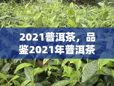 2021普洱茶，品鉴2021年普洱茶：味道、香气和收藏价值