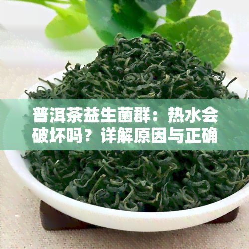 普洱茶益生菌群：热水会破坏吗？详解原因与正确冲泡方法