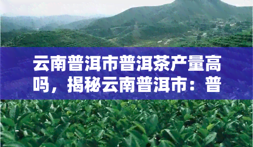 云南普洱市普洱茶产量高吗，揭秘云南普洱市：普洱茶产量究竟有多高？