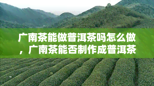 广南茶能做普洱茶吗怎么做，广南茶能否制作成普洱茶？如何操作？