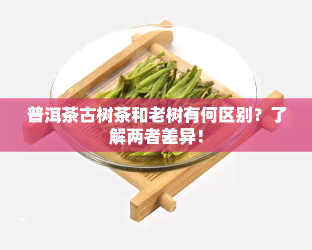 普洱茶古树茶和老树有何区别？了解两者差异！