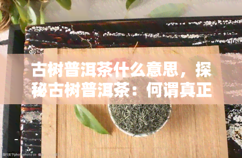 古树普洱茶什么意思，探秘古树普洱茶：何谓真正的古树普洱？