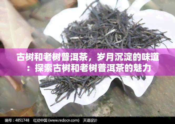 古树和老树普洱茶，岁月沉淀的味道：探索古树和老树普洱茶的魅力