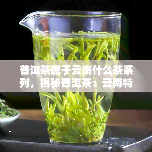 普洱茶属于云南什么茶系列，揭秘普洱茶：云南特色茶系列的瑰宝