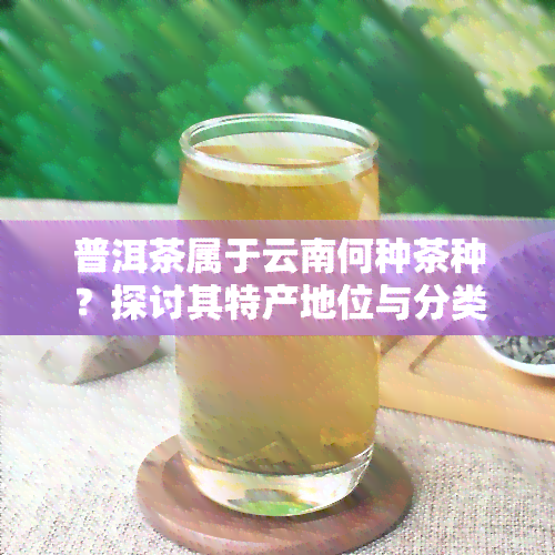 普洱茶属于云南何种茶种？探讨其特产地位与分类归属