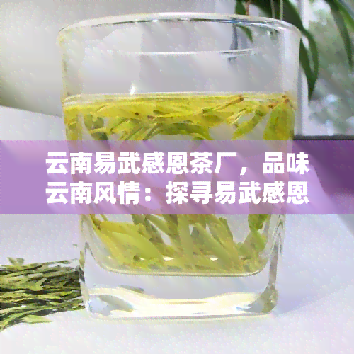 云南易武感恩茶厂，品味云南风情：探寻易武感恩茶厂的故事