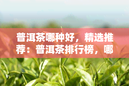 普洱茶哪种好，精选推荐：普洱茶排行榜，哪种茶叶口感更佳？