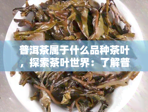 普洱茶属于什么品种茶叶，探索茶叶世界：了解普洱茶的品种归属