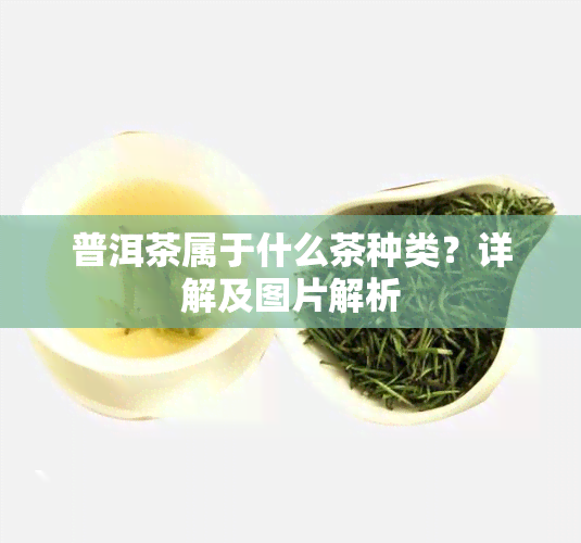 普洱茶属于什么茶种类？详解及图片解析