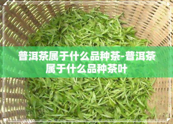 普洱茶属于什么品种茶-普洱茶属于什么品种茶叶