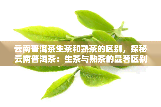 云南普洱茶生茶和熟茶的区别，探秘云南普洱茶：生茶与熟茶的显著区别