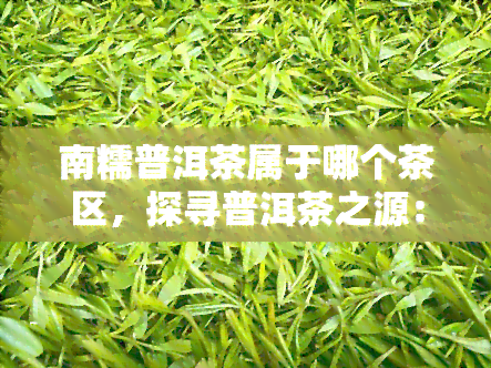 南糯普洱茶属于哪个茶区，探寻普洱茶之源：南糯普洱茶究竟属于哪个茶区？