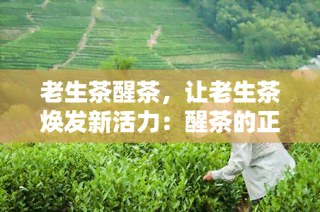 老生茶醒茶，让老生茶焕发新活力：醒茶的正确方法