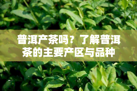 普洱产茶吗？了解普洱茶的主要产区与品种