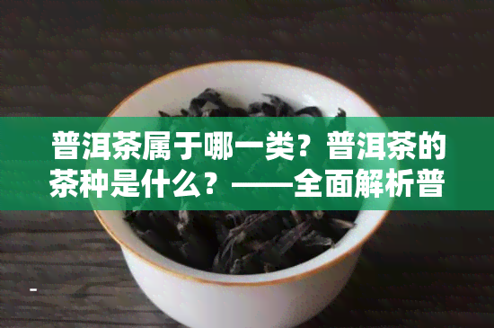 普洱茶属于哪一类？普洱茶的茶种是什么？——全面解析普洱茶所属类别