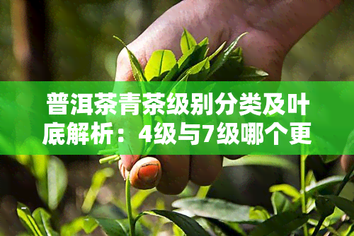 普洱茶青茶级别分类及叶底解析：4级与7级哪个更好？