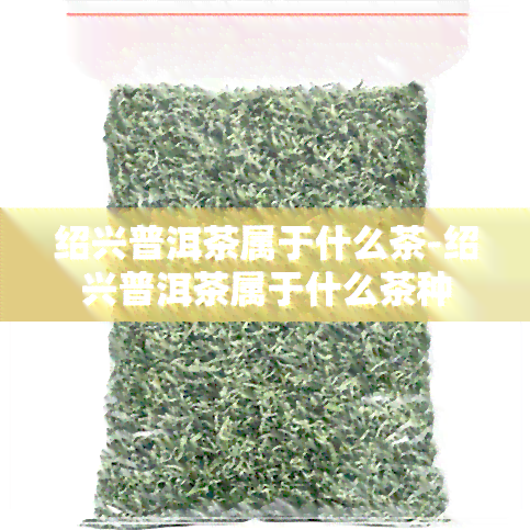 绍兴普洱茶属于什么茶-绍兴普洱茶属于什么茶种