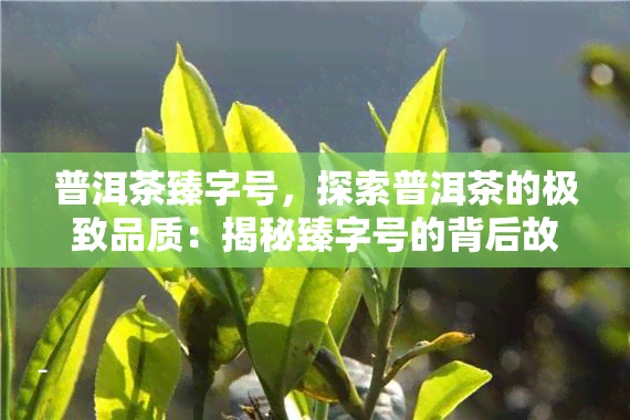 普洱茶臻字号，探索普洱茶的极致品质：揭秘臻字号的背后故事