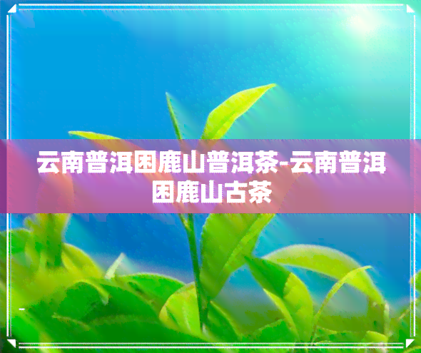 云南普洱困鹿山普洱茶-云南普洱困鹿山古茶