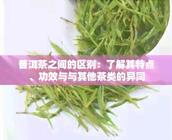 普洱茶之间的区别：了解其特点、功效与与其他茶类的异同