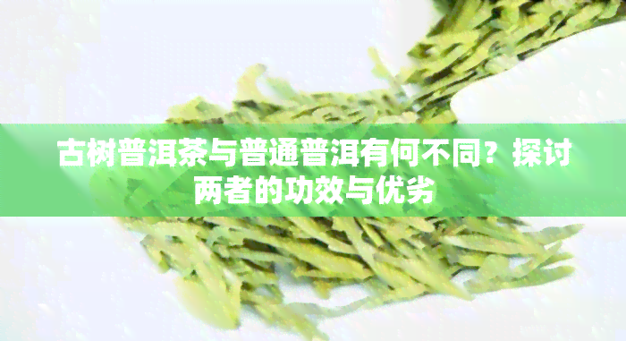 古树普洱茶与普通普洱有何不同？探讨两者的功效与优劣