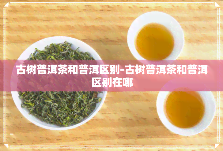 古树普洱茶和普洱区别-古树普洱茶和普洱区别在哪