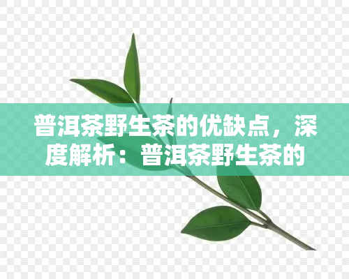 普洱茶野生茶的优缺点，深度解析：普洱茶野生茶的优缺点