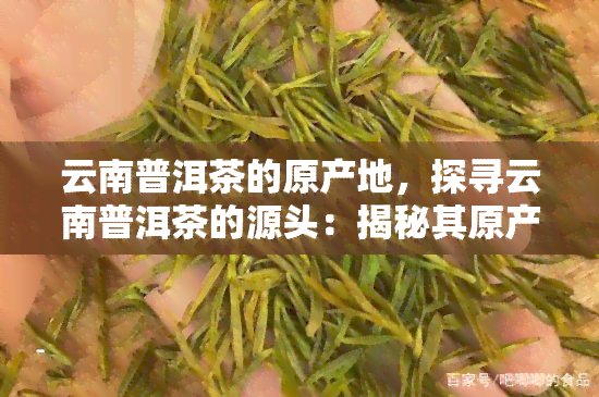 云南普洱茶的原产地，探寻云南普洱茶的源头：揭秘其原产地