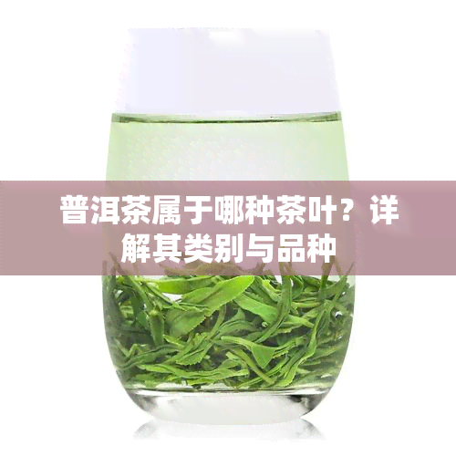 普洱茶属于哪种茶叶？详解其类别与品种