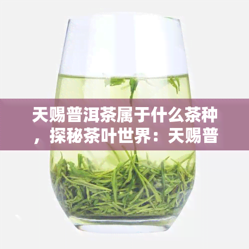 天赐普洱茶属于什么茶种，探秘茶叶世界：天赐普洱茶的种类归属