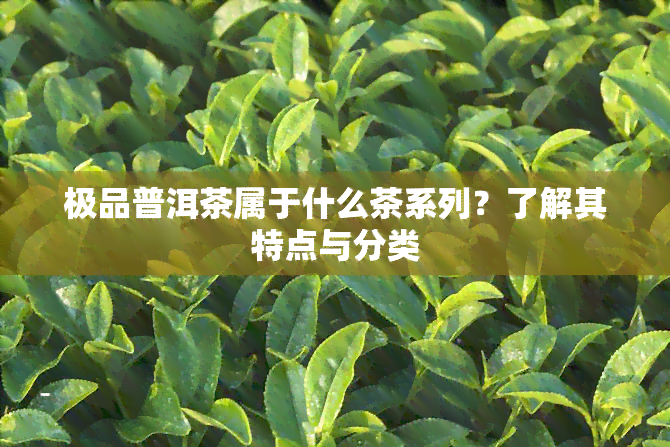 极品普洱茶属于什么茶系列？了解其特点与分类