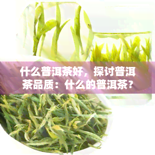 什么普洱茶好，探讨普洱茶品质：什么的普洱茶？