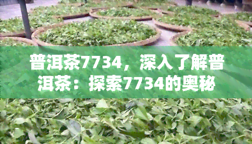 普洱茶7734，深入了解普洱茶：探索7734的奥秘