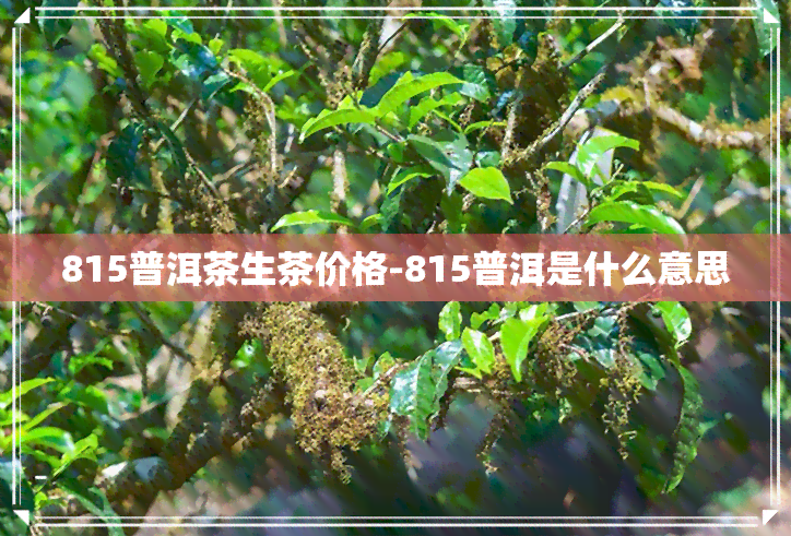 815普洱茶生茶价格-815普洱是什么意思