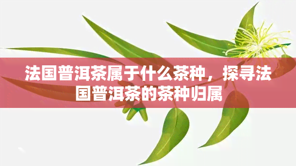 法国普洱茶属于什么茶种，探寻法国普洱茶的茶种归属