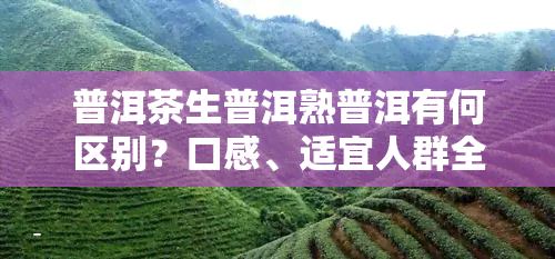 普洱茶生普洱熟普洱有何区别？口感、适宜人群全解析！