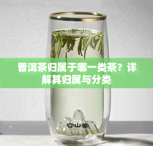 普洱茶归属于哪一类茶？详解其归属与分类