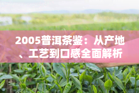 2005普洱茶鉴：从产地、工艺到口感全面解析