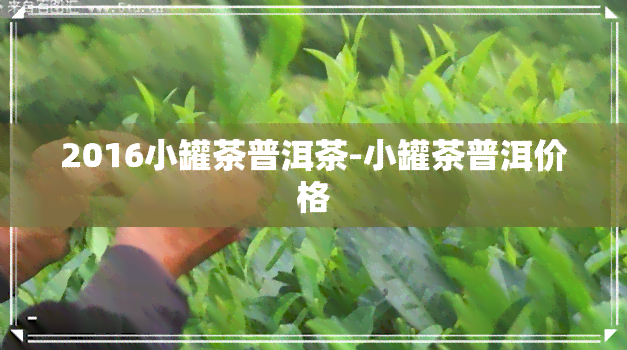 2016小罐茶普洱茶-小罐茶普洱价格