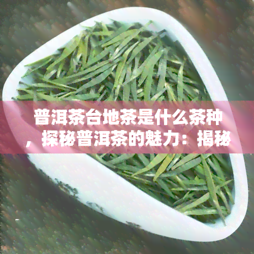 普洱茶台地茶是什么茶种，探秘普洱茶的魅力：揭秘台地茶的品种与特点